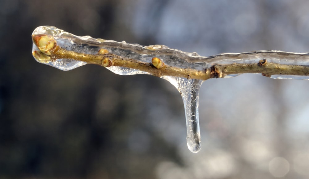 a tree branch with icicles hanging off of it