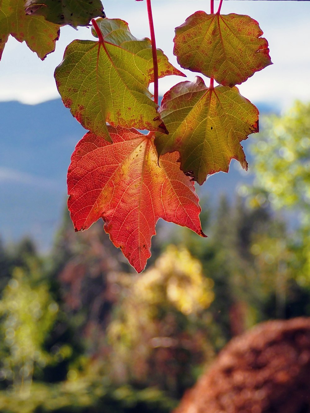 a close up of a leaf on a tree