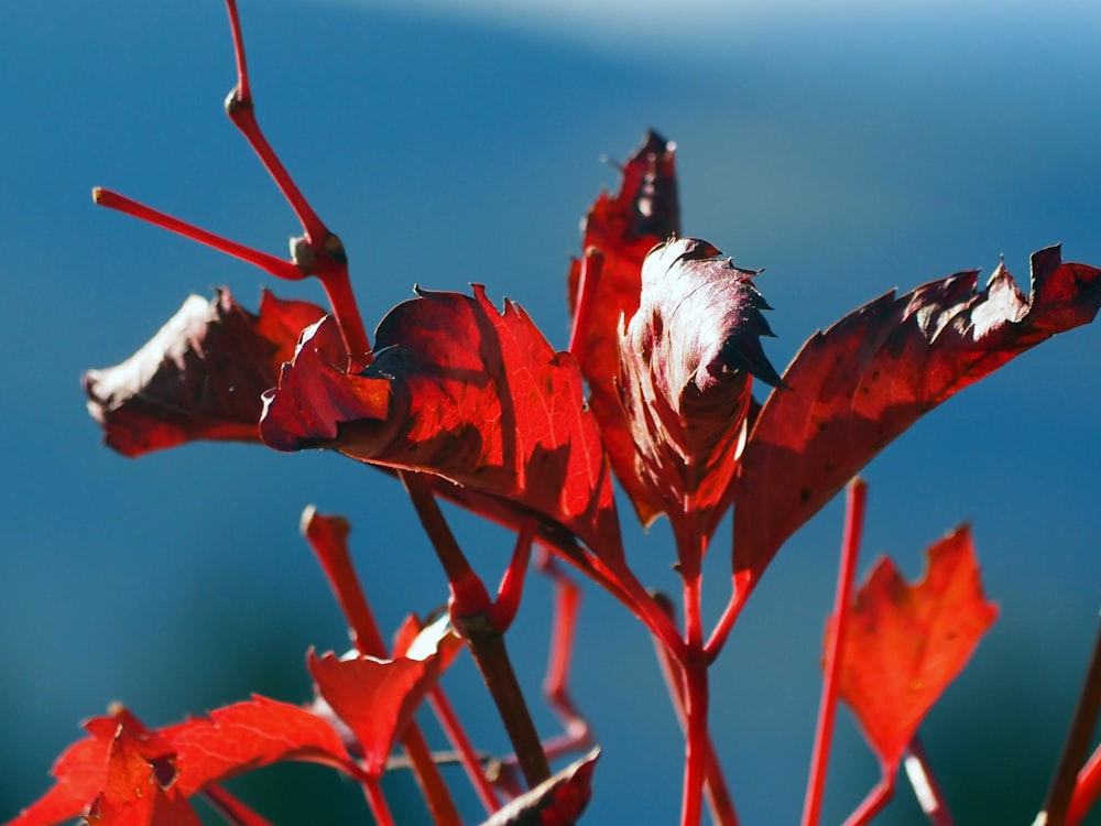 a close up of a plant with red leaves