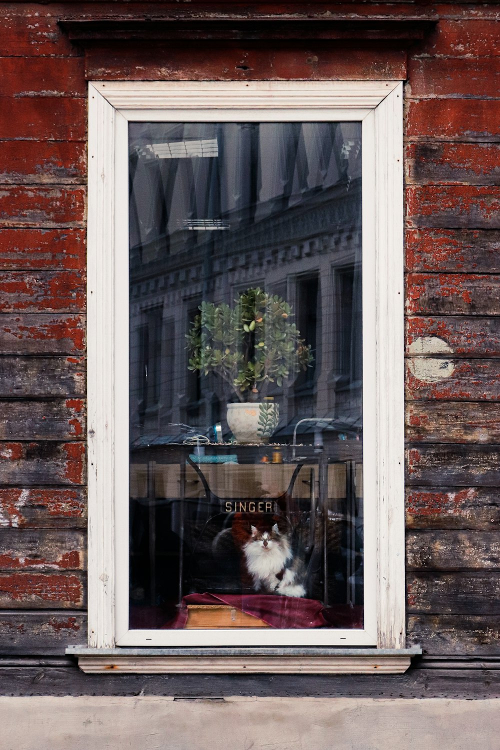 a cat is sitting in a window sill