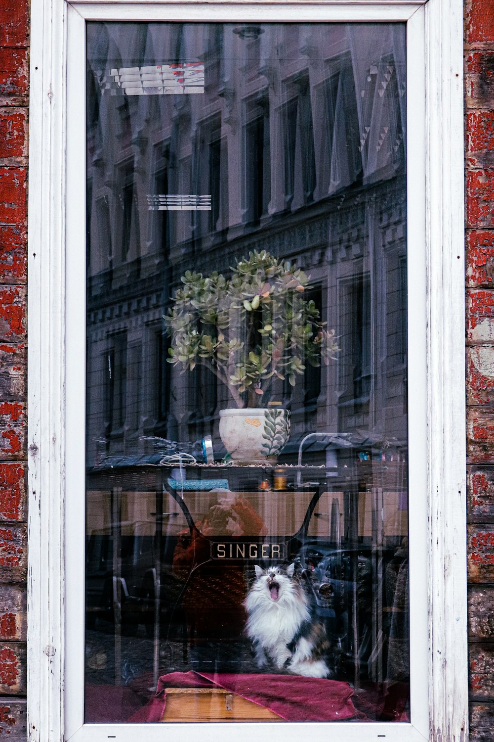 a cat is sitting in the window of a store