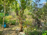 A lush garden scene filled with a variety of green plants and trees. Some trees feature thick trunks and dense foliage, while smaller plants and shrubs cover the ground. Blue plastic containers can be seen on the left, presumably used for gardening purposes. The sunlight filters through the leaves, creating a dappled pattern on the ground. The garden is enclosed with a mix of natural branches and leaves, suggesting a serene and vibrant atmosphere.