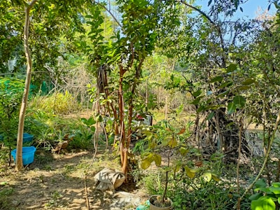 A lush garden scene filled with a variety of green plants and trees. Some trees feature thick trunks and dense foliage, while smaller plants and shrubs cover the ground. Blue plastic containers can be seen on the left, presumably used for gardening purposes. The sunlight filters through the leaves, creating a dappled pattern on the ground. The garden is enclosed with a mix of natural branches and leaves, suggesting a serene and vibrant atmosphere.