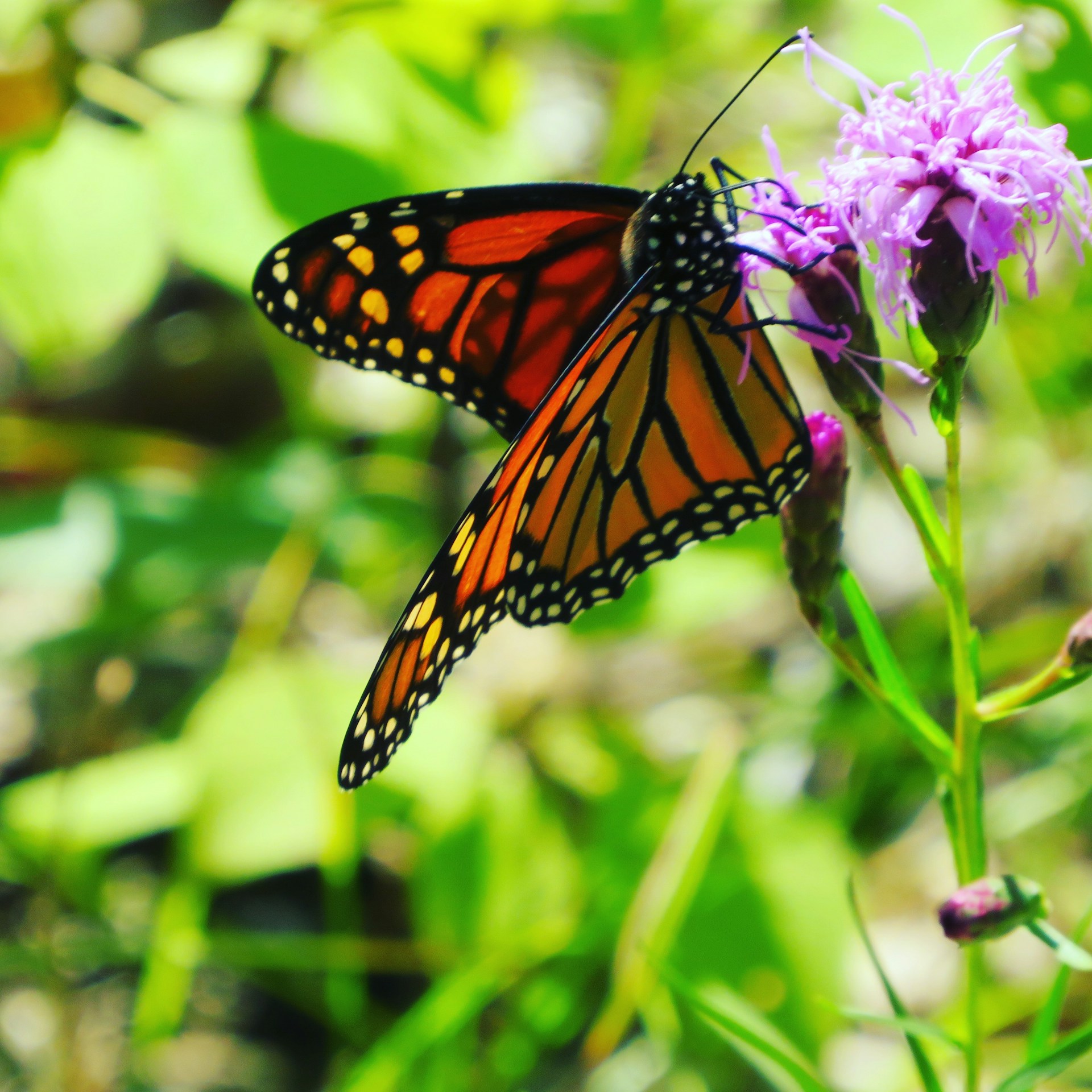 A monarch butterfly with vibrant orange and black wings is perched on a purple flower. The background features green foliage, suggesting a natural setting.