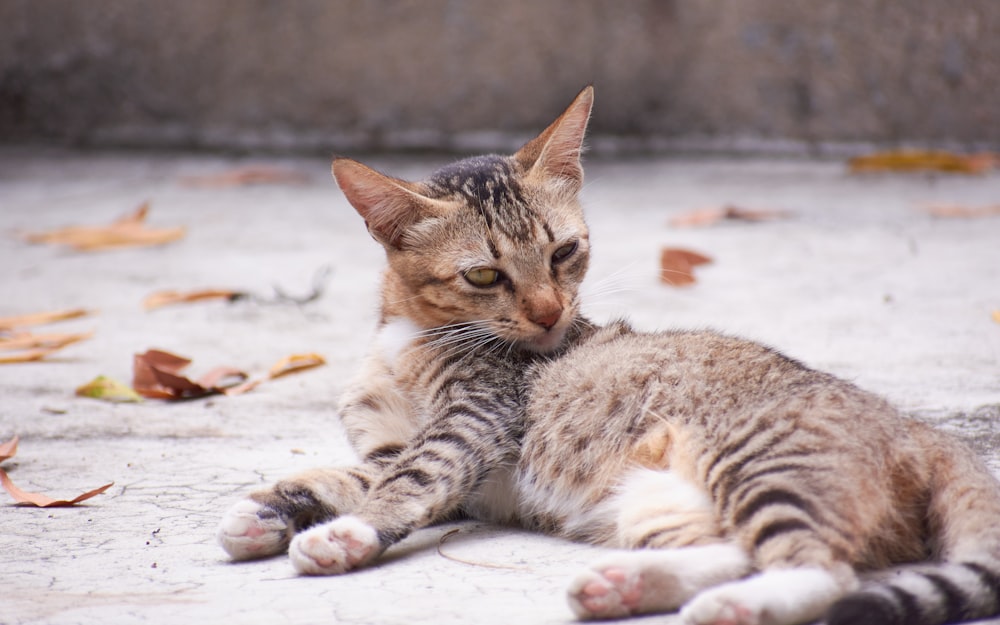 a cat laying on the ground next to a wall