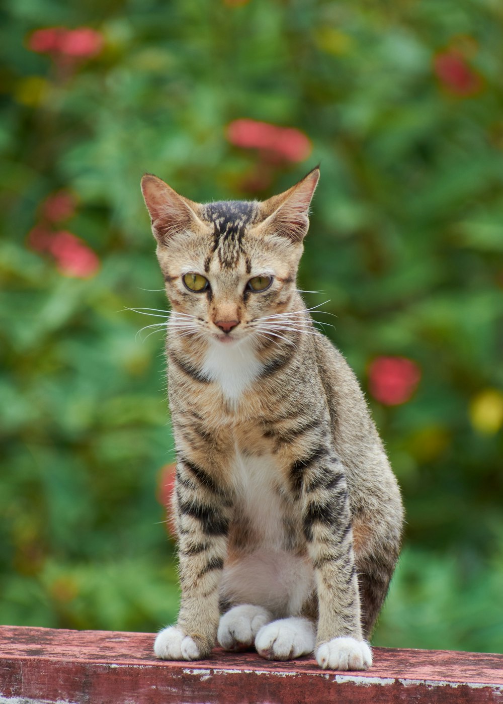 a cat sitting on top of a brick wall