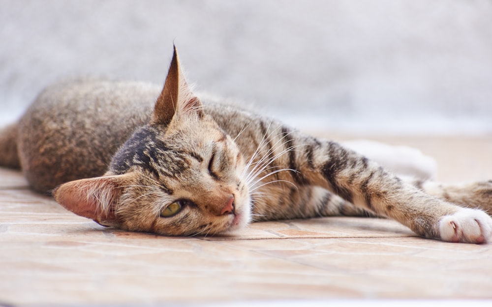 a cat that is laying down on the ground