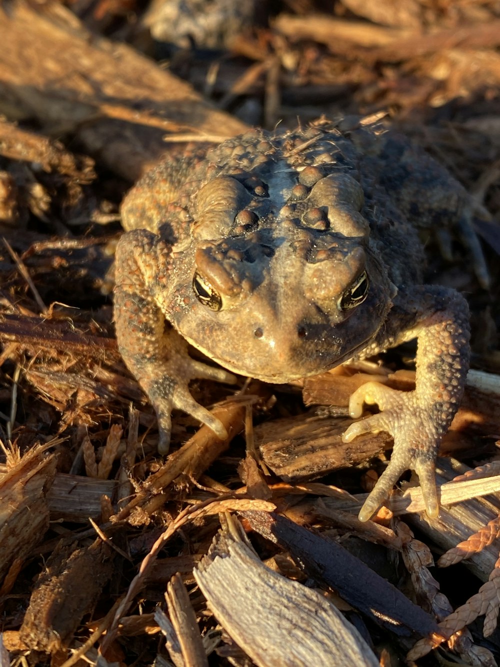 a small toad sitting on top of a pile of wood