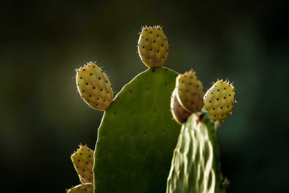 a close up of a cactus with many small flowers