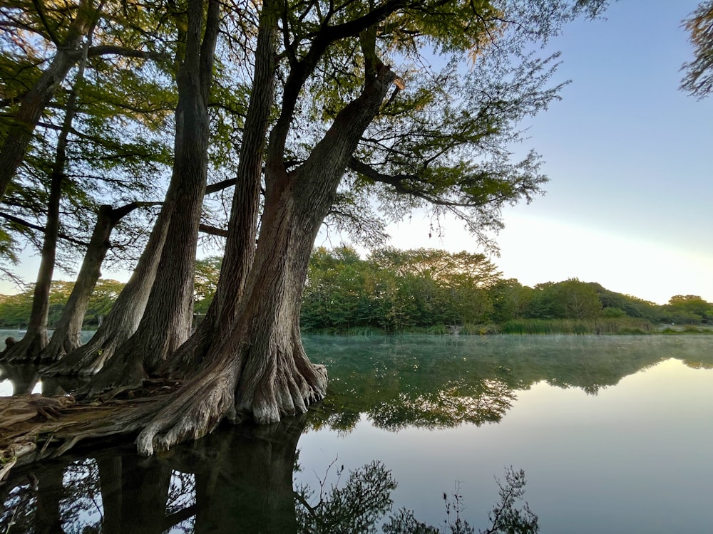 a body of water surrounded by trees and grass