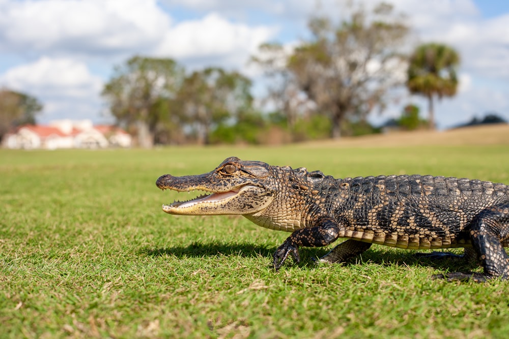 a large alligator sitting on top of a lush green field