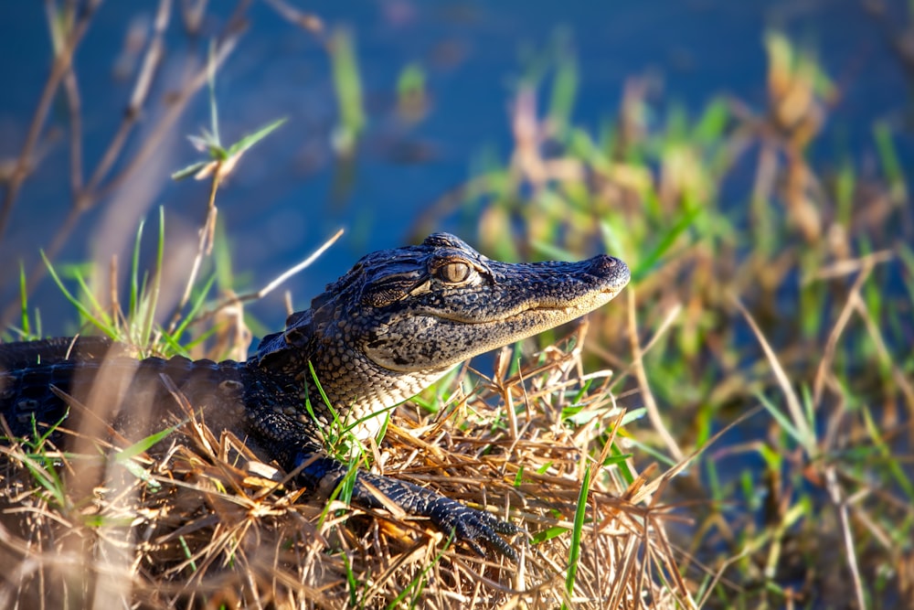 a small alligator is sitting in the grass