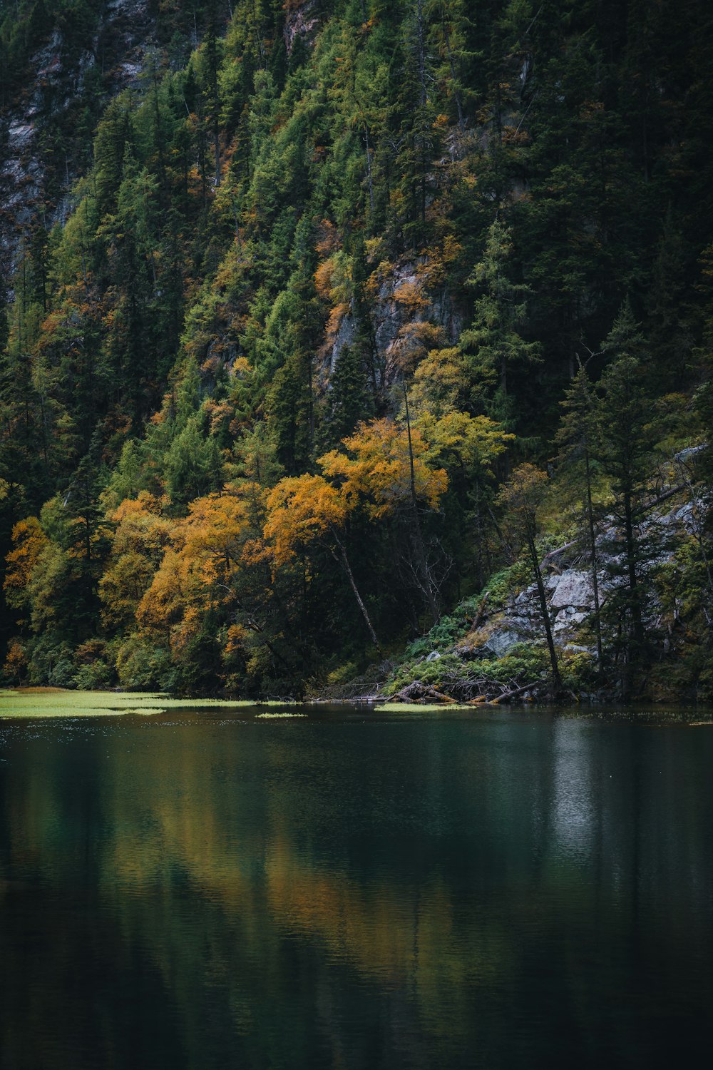 a body of water surrounded by a forest