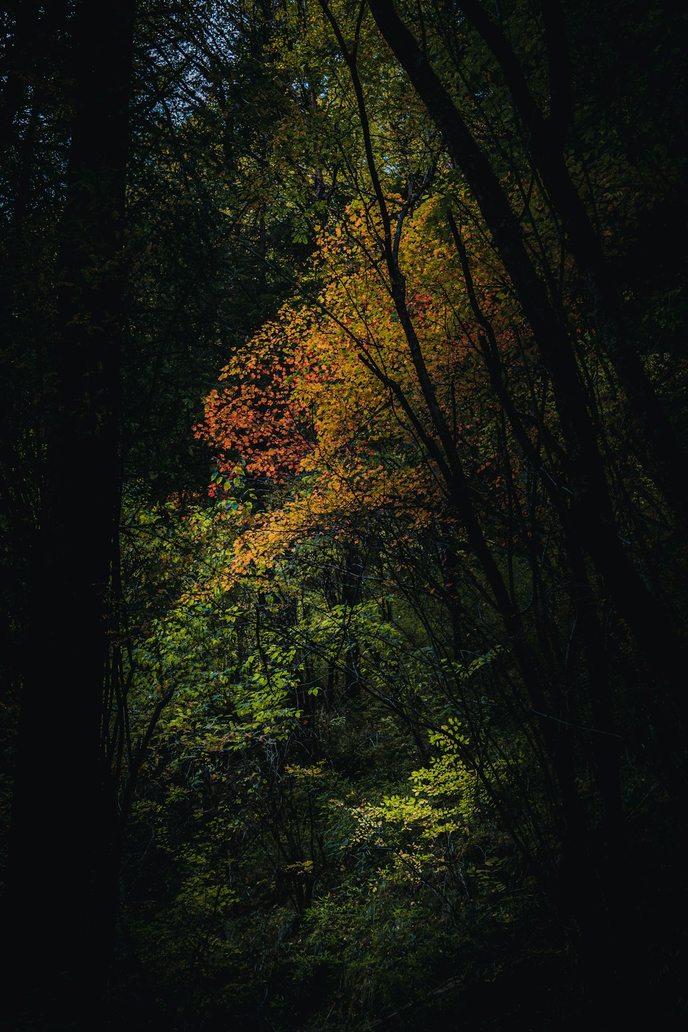 a forest filled with lots of trees covered in leaves