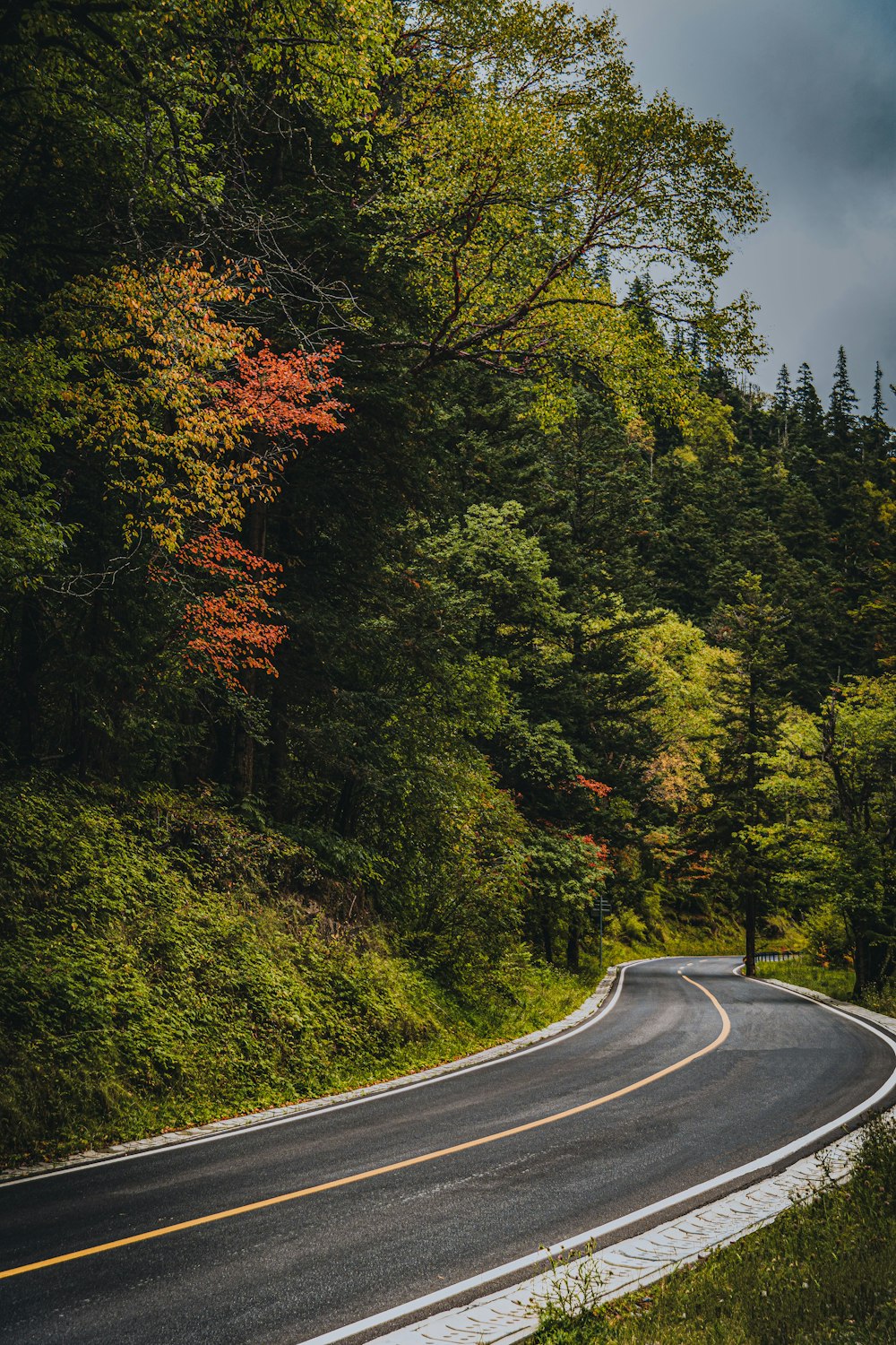 an empty road in the middle of a forest