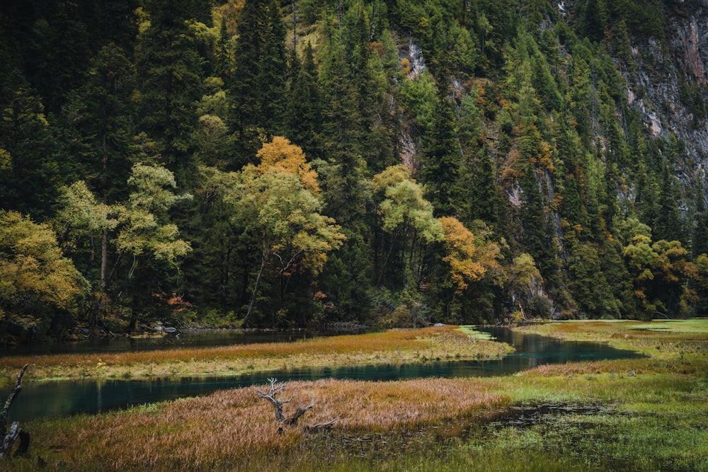 a river running through a lush green forest