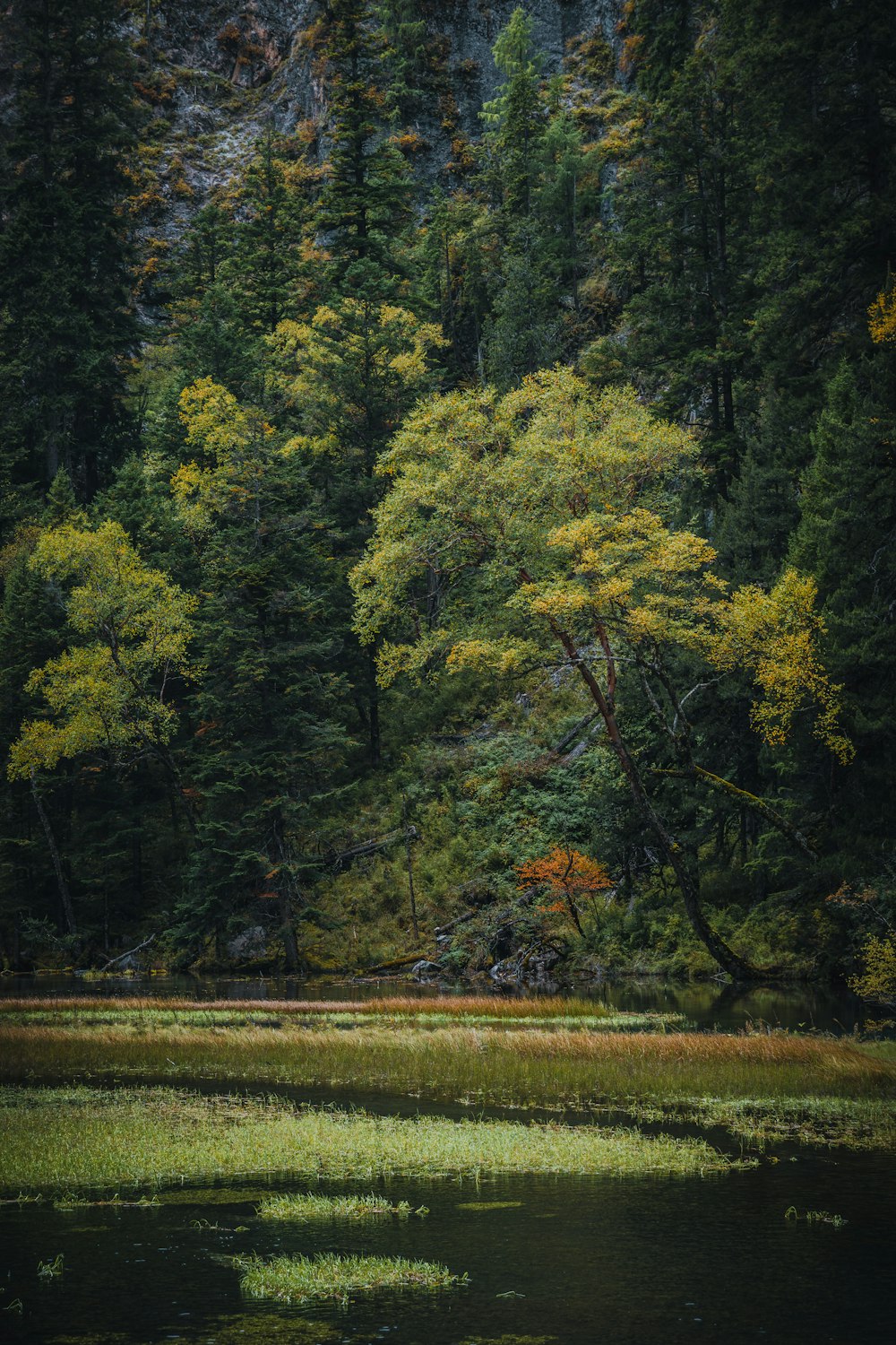 a body of water surrounded by trees and grass