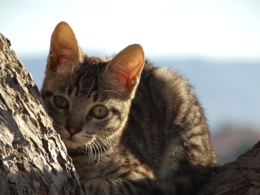 a cat sitting on top of a tree branch