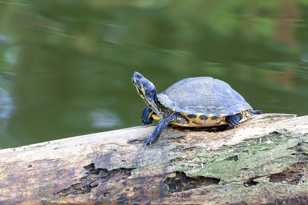 a turtle sitting on top of a log next to a body of water