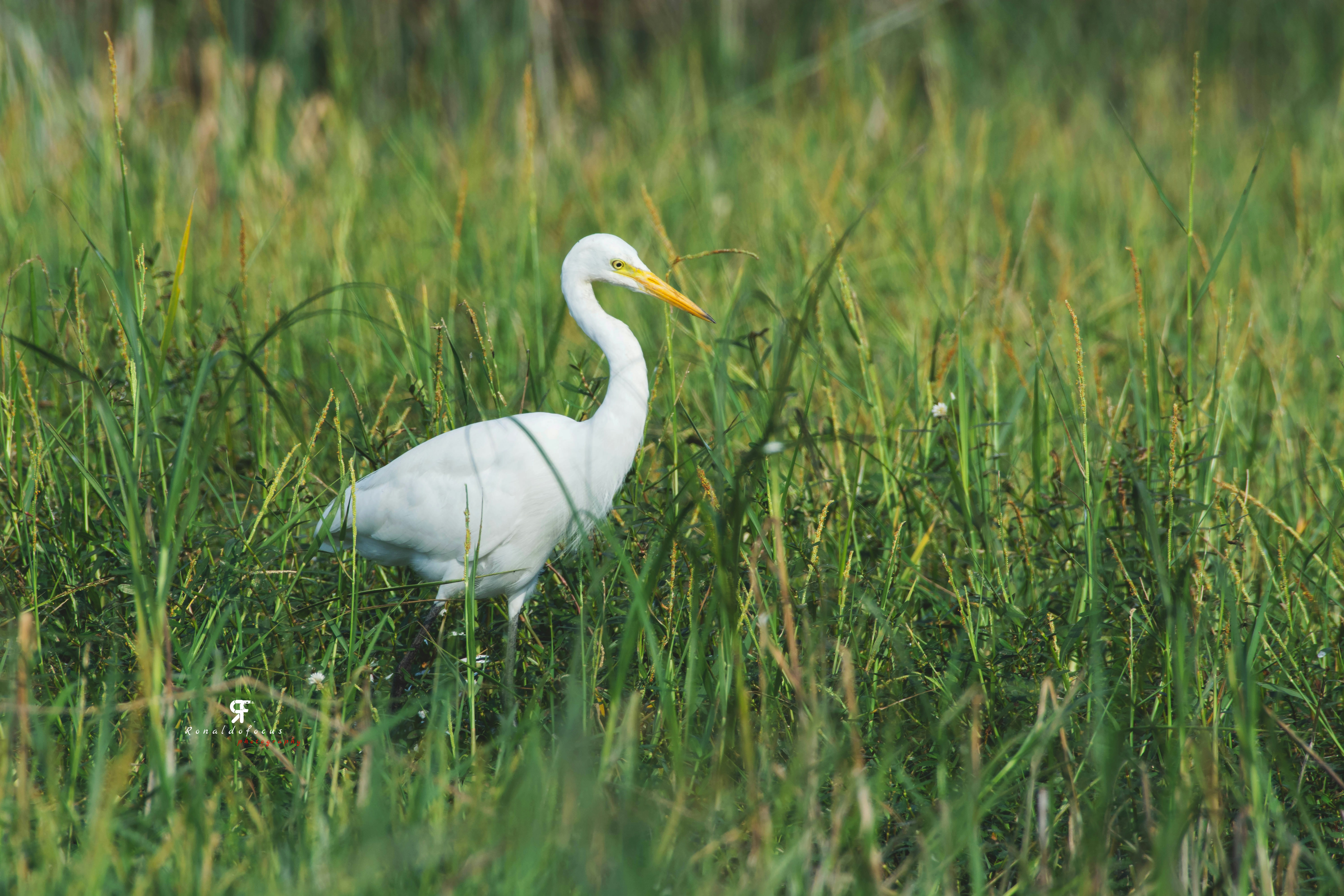 Photo by ronaldofocus