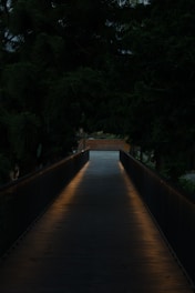 An elegant pathway winding through a charcoal jungle, illuminated by subtle gold accents and shadowy silhouettes.