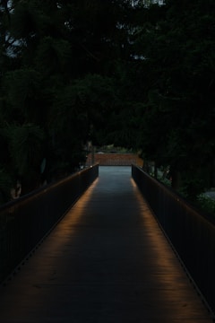 An elegant pathway winding through a charcoal jungle, illuminated by subtle gold accents and shadowy silhouettes.