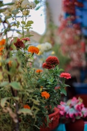 A beautifully landscaped garden featuring soft orange and white flowers