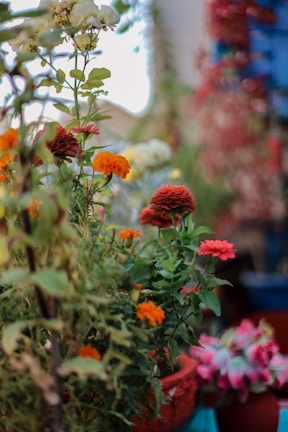 A landscaped garden featuring soft orange and white flowering plants.