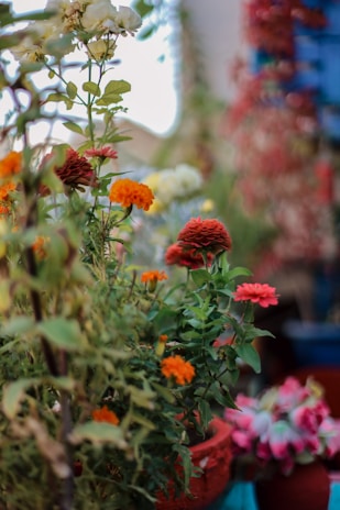 A variety of plants and flowers in a natural setting.