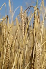 Close-up view of ripe wheat stalks in a field, with golden hues and delicate grains. The sky is clear and blue in the background, highlighting the vibrant color of the wheat.