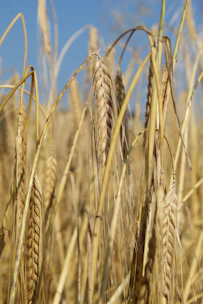 Farmer inspecting freshly harvested wheat in a rustic farm setting