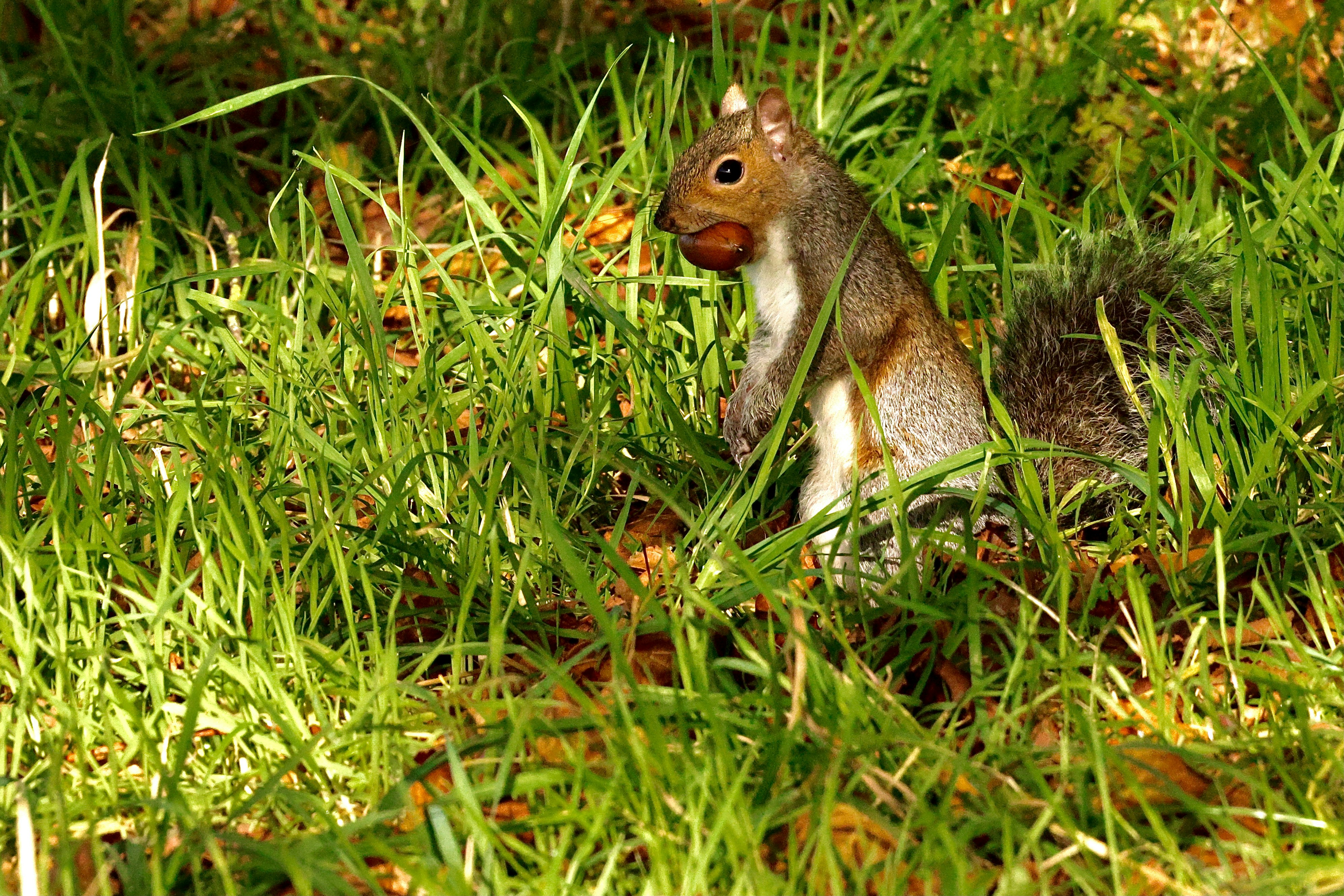 The Glowing Acorn: A Squirrel’s Urgent Message