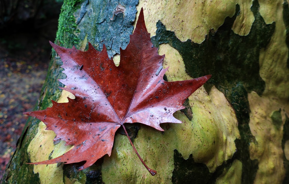 a red maple leaf on a tree trunk