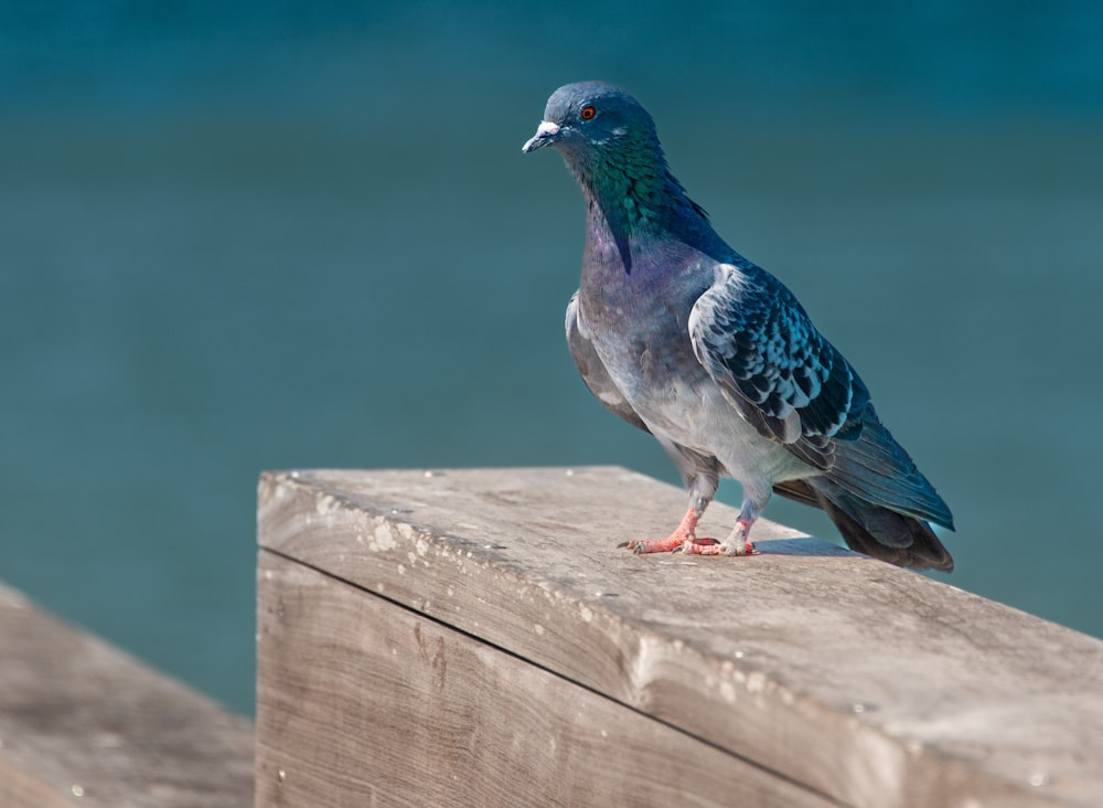 a pigeon is standing on a ledge by the water