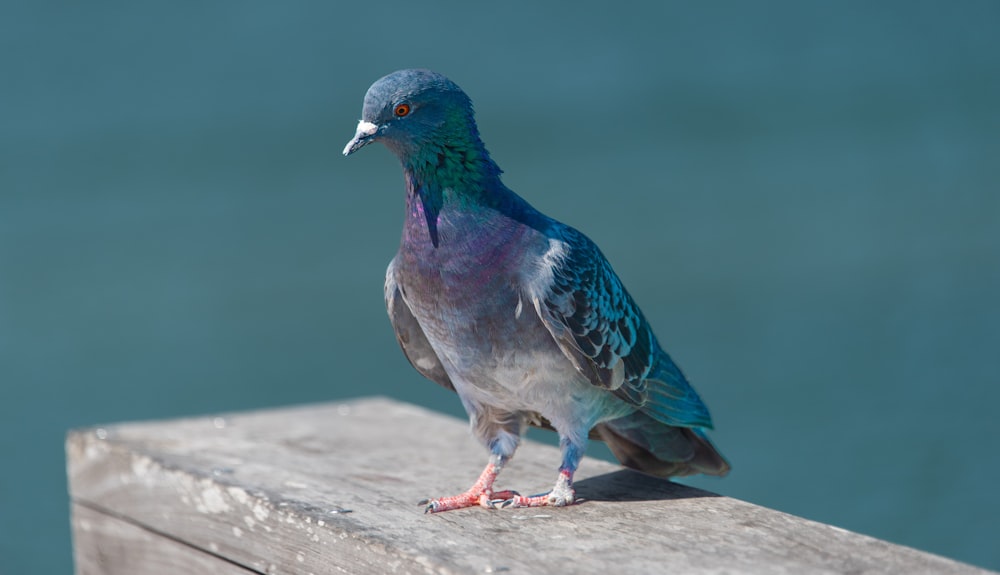 a colorful bird standing on a ledge next to a body of water