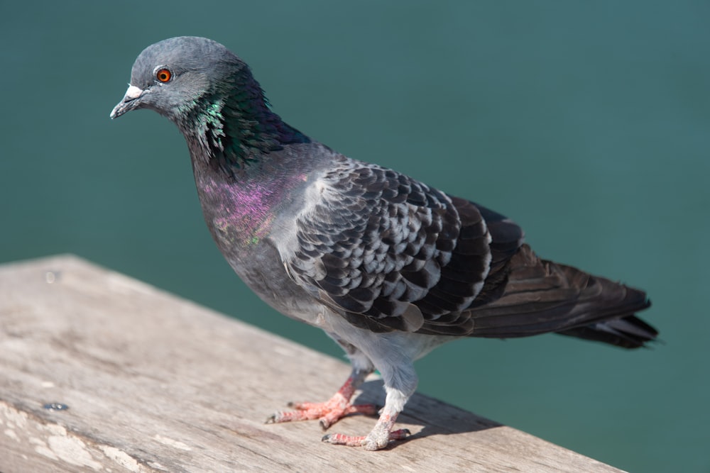 a pigeon is standing on a ledge by the water