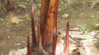 A large central bamboo shoot surrounded by several smaller shoots emerging from the ground. The shoots are reddish-brown in color and have a glossy texture. The surrounding area is a natural environment with soil and some patches of green grass.