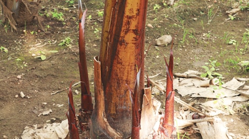A team of local workers carefully inspecting bamboo shoots in a lush forest setting.