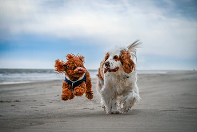 Two playful dogs dressed in matching colorful outfits running on a beach.