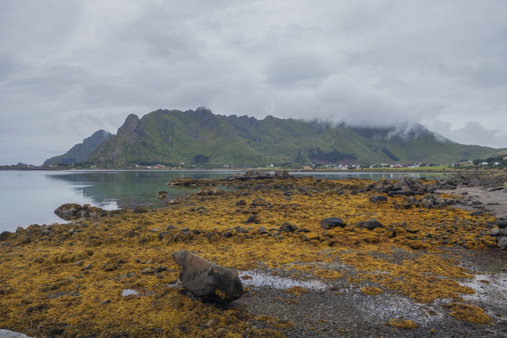 a body of water sitting next to a lush green hillside