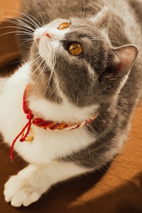 Red Glow Collar