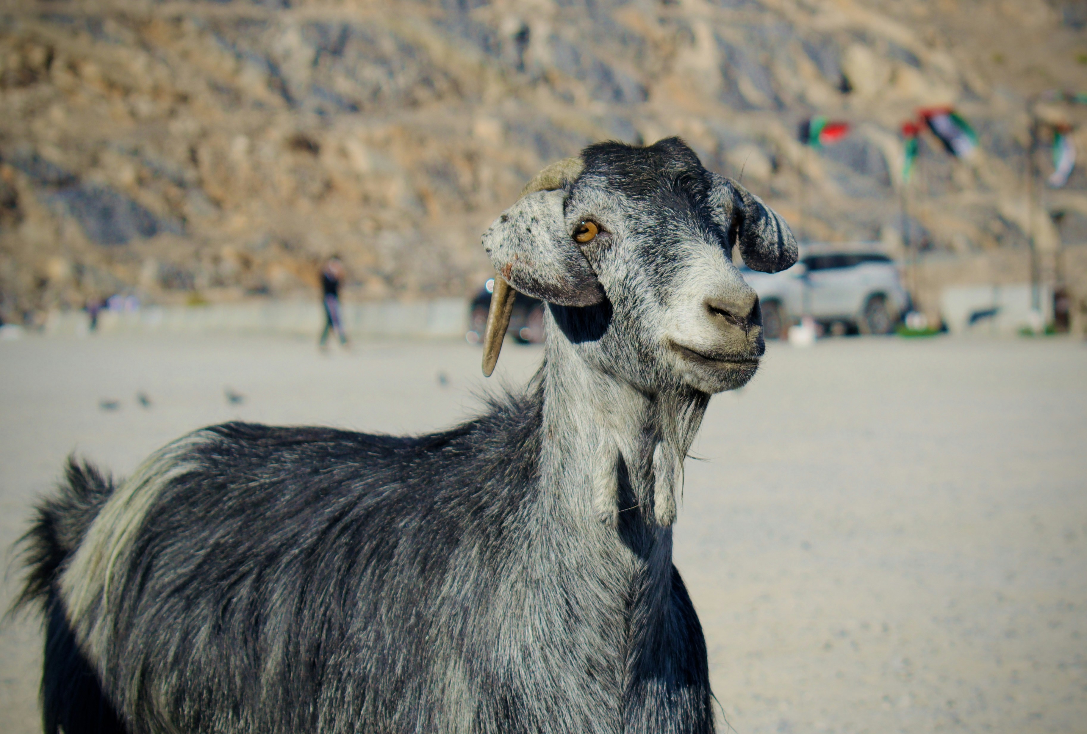A goat standing on top of a sandy beach