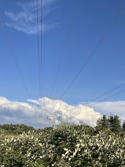 A landscape with tall electricity pylons stretching across the sky, surrounded by lush greenery and dense foliage. The backdrop features a clear blue sky with scattered white clouds.