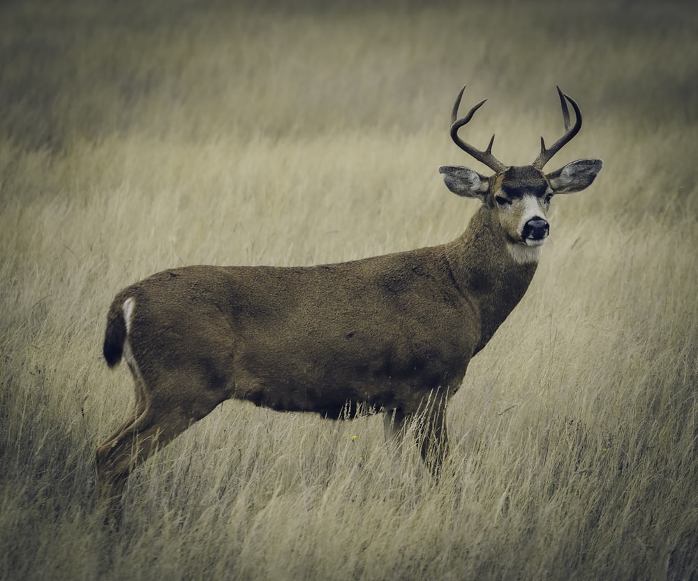 a deer standing in a field of tall grass