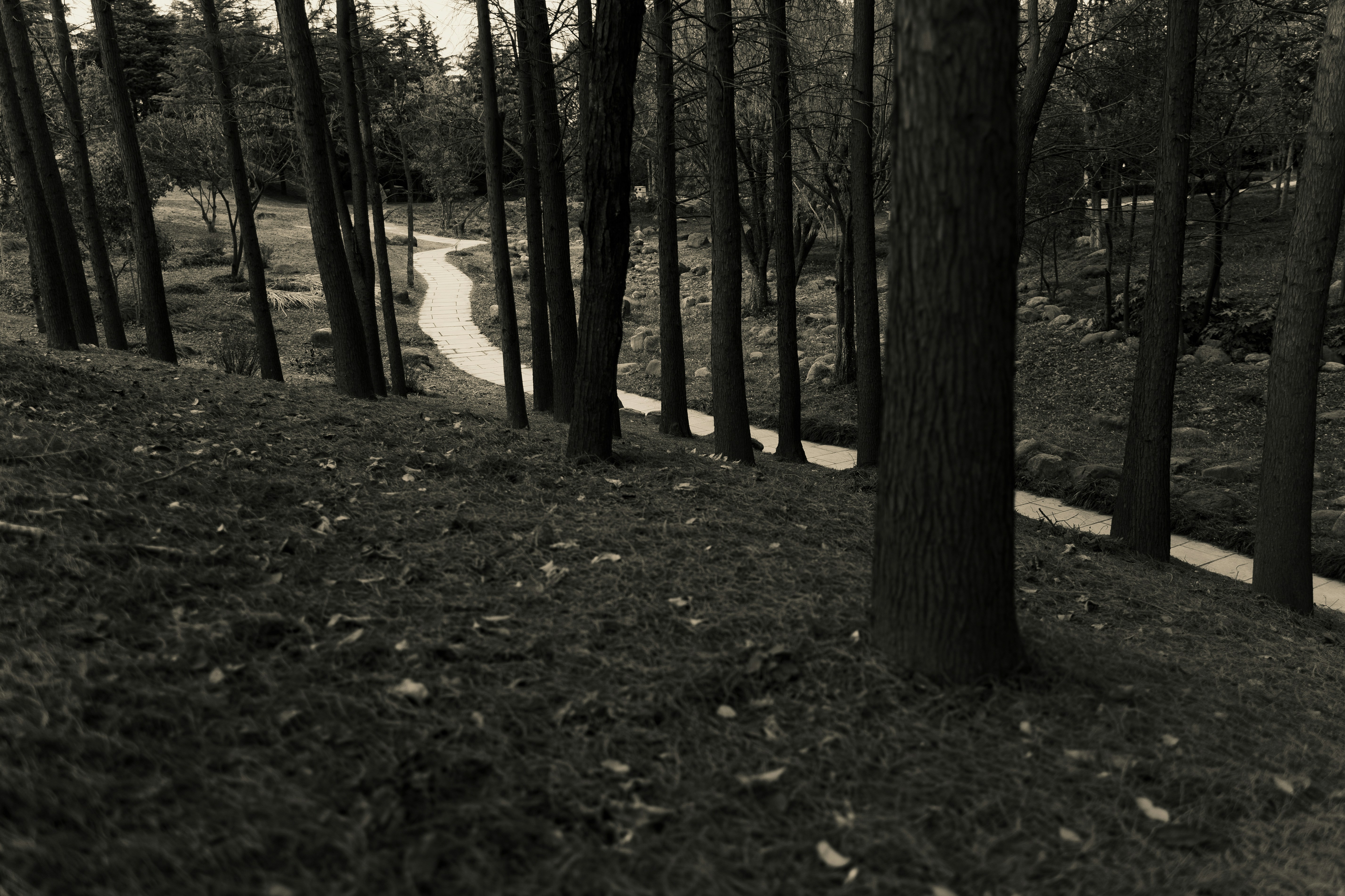 Photo by wangsheeran