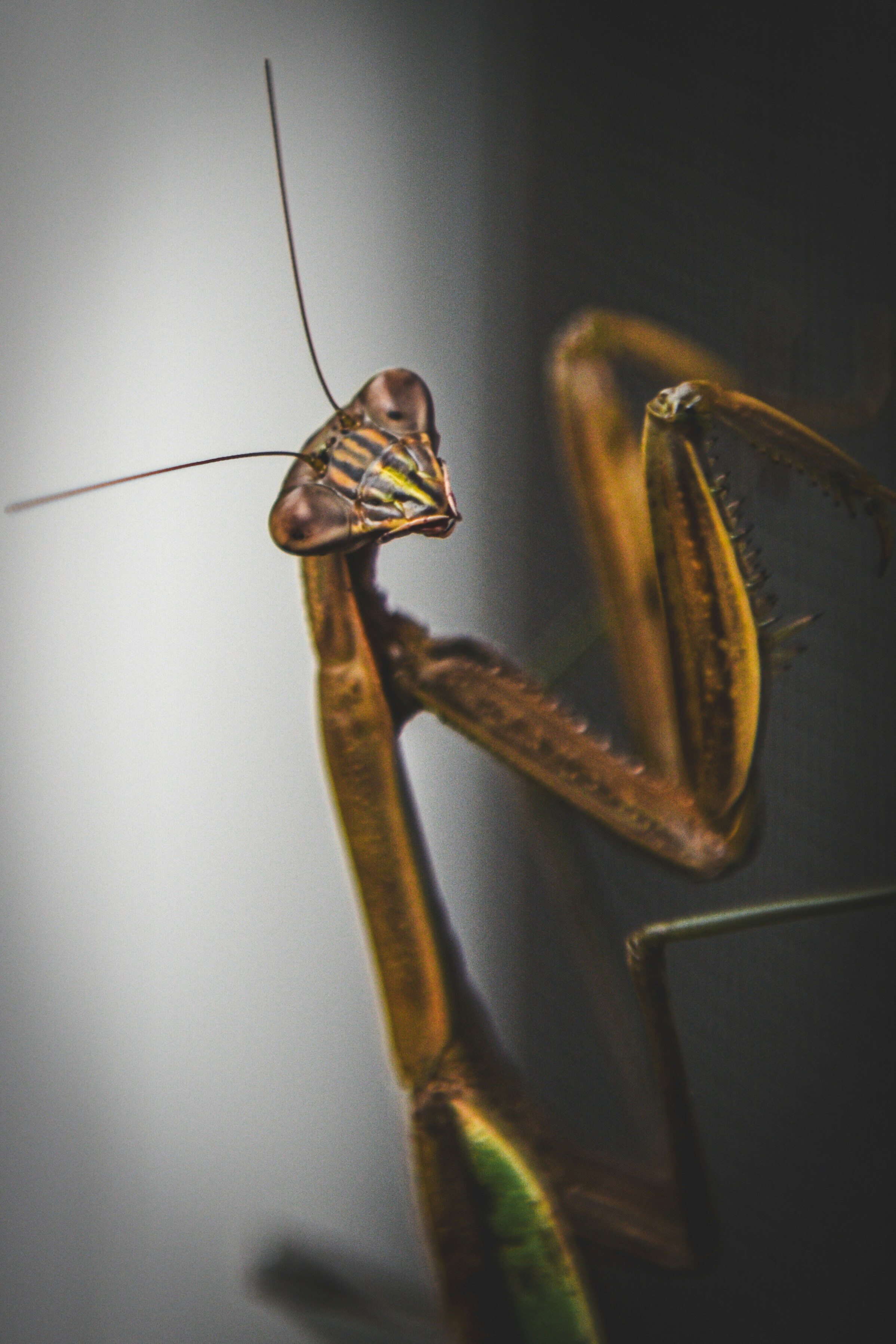 Photo by freefolkphoto