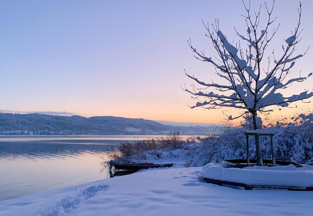 a snowy landscape with a tree and a body of water