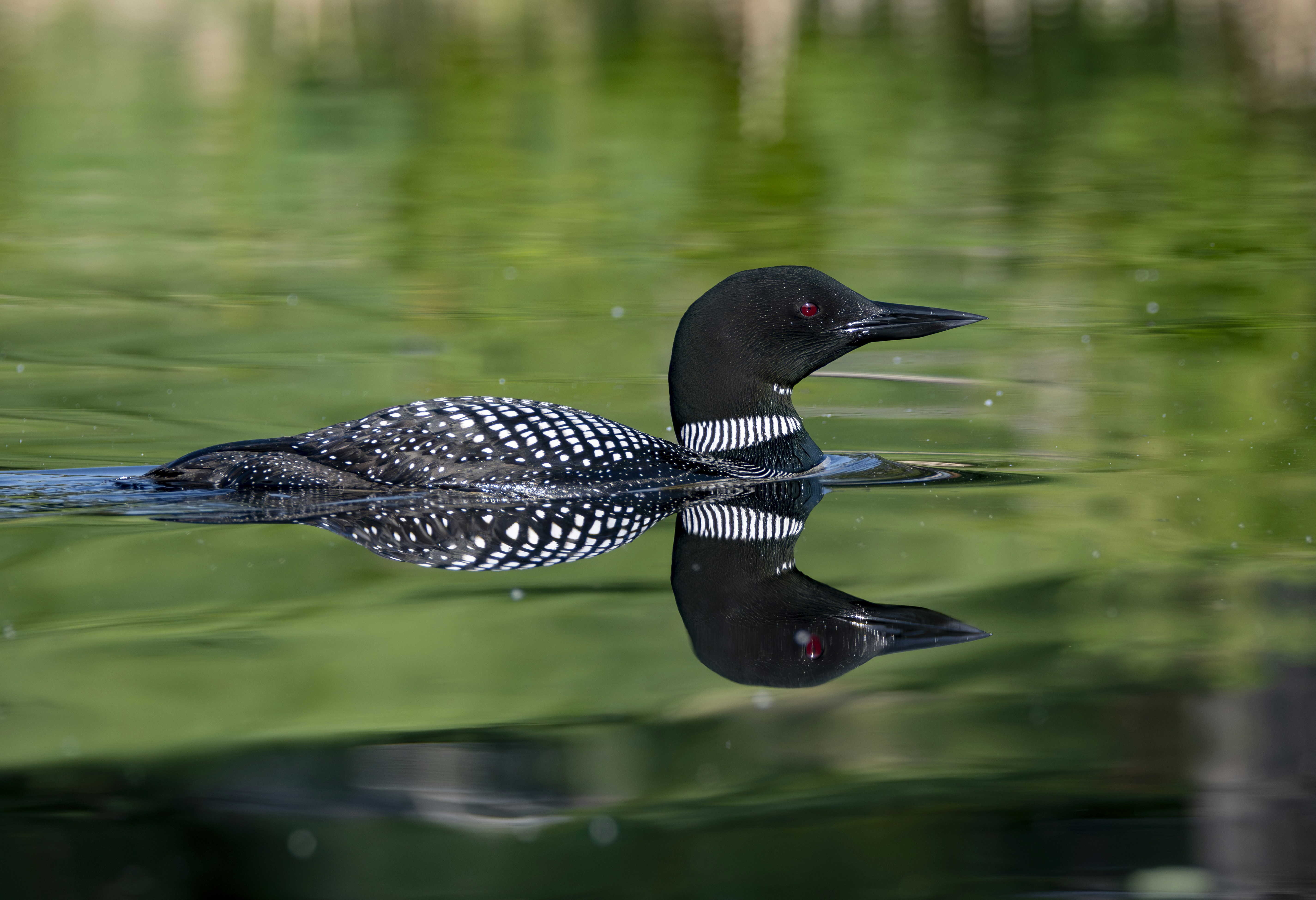 a black and white bird floating on top of a body of water