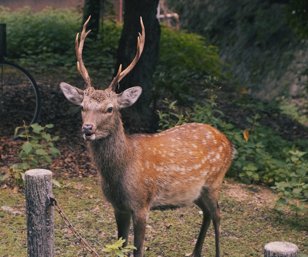 a deer standing next to a wooden fence