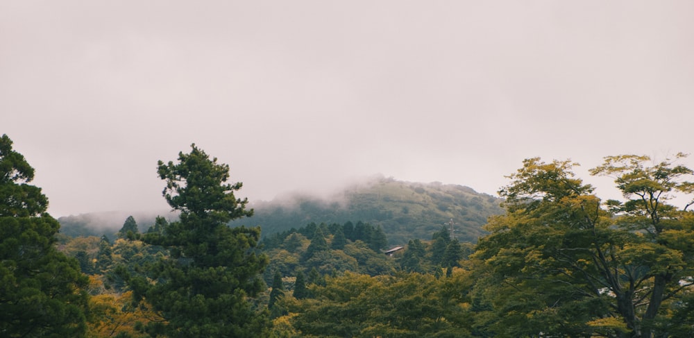 a view of a mountain with trees in the foreground